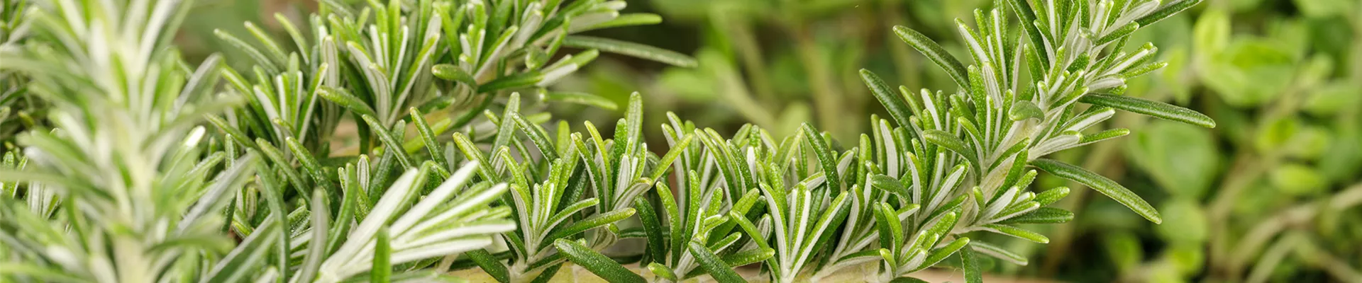 Kraeuter_Contentseite