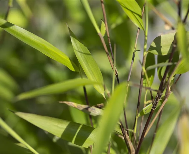 Bambus bringt ein besonderes Flair in den Garten Bambus bringt ein besonderes Flair in den Garten