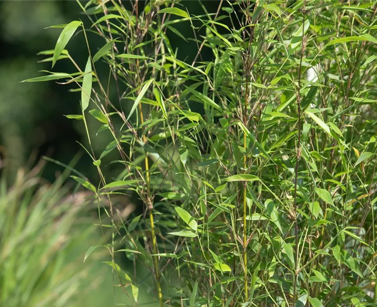 Bambus ist immer eine gute Idee Bambus ist immer eine gute Idee