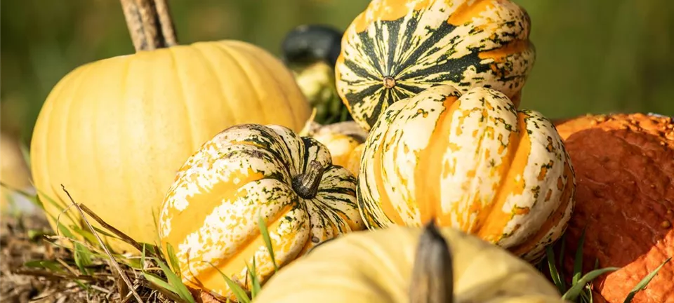 Es ist Kürbiszeit!