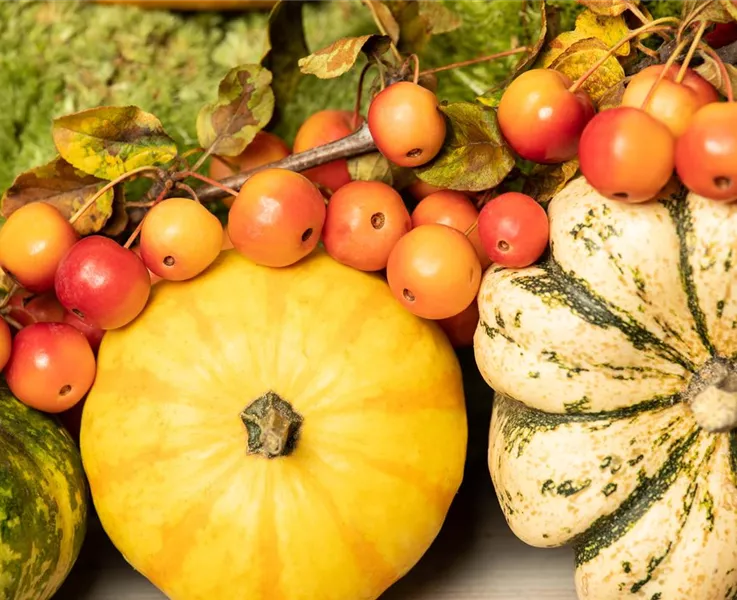 Kürbiszeit ist Gute-Laune-Zeit Kürbiszeit ist Gute-Laune-Zeit