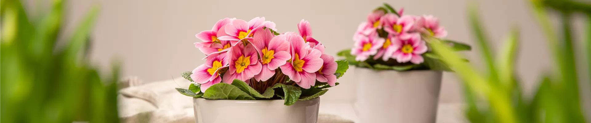 Frühblüher - Primeln im Ambiente Frühblüher - Primeln im Ambiente