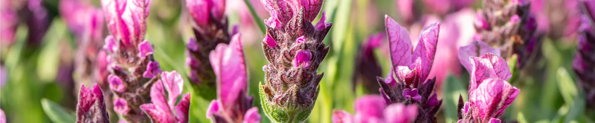 Lavandula stoechas 'Papillon' Lavandula stoechas 'Papillon'