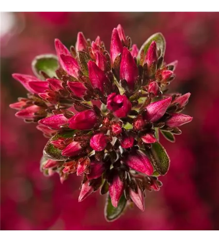 Sedum spurium 'Spot On™ Deep Rose'