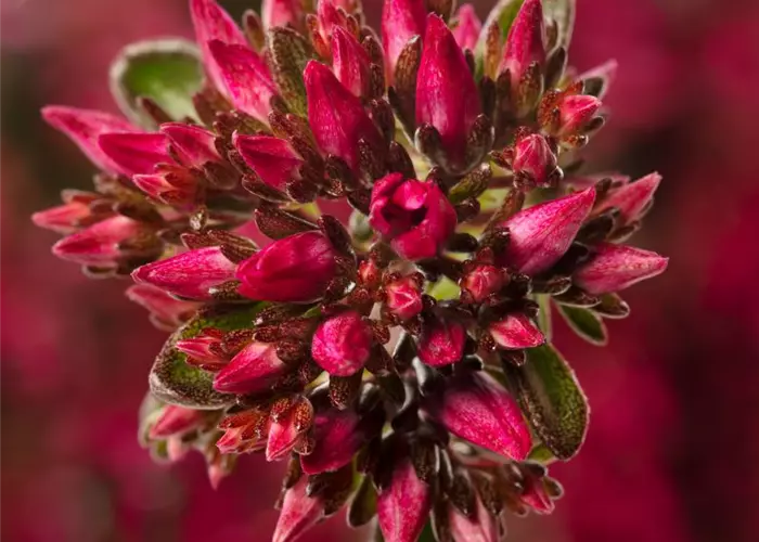 Sedum spurium 'Spot On™ Deep Rose'
