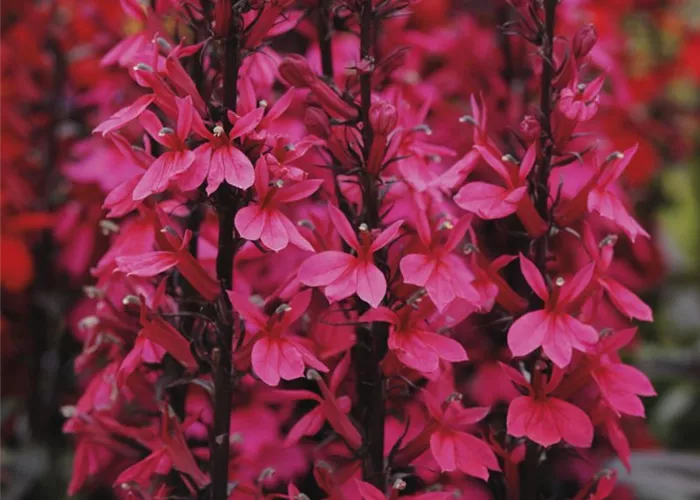 Lobelia x speciosa 'Starship Deep Rose' 