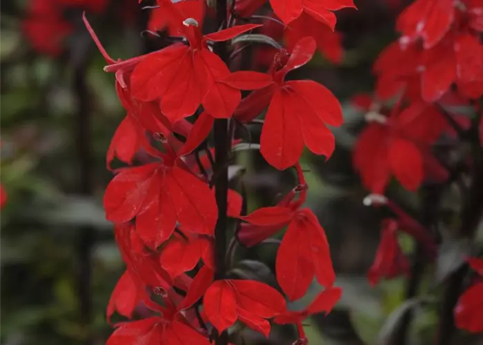 Lobelia x speciosa 'Starship Scarlet'