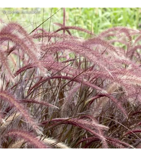 Pennisetum setaceum 'Rubrum' 
