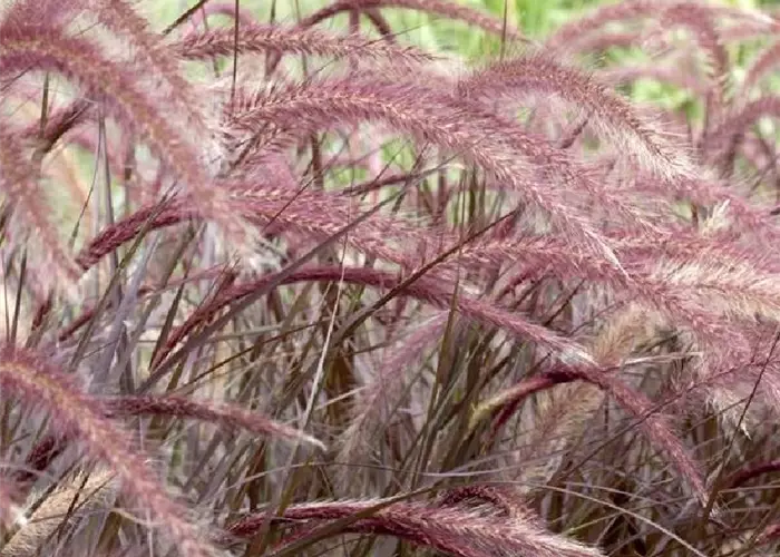 Pennisetum setaceum 'Rubrum' 