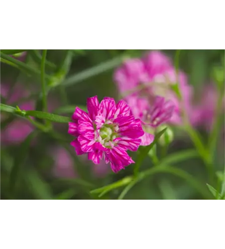 Gypsophila muralis 'Teeny Deep Rose'