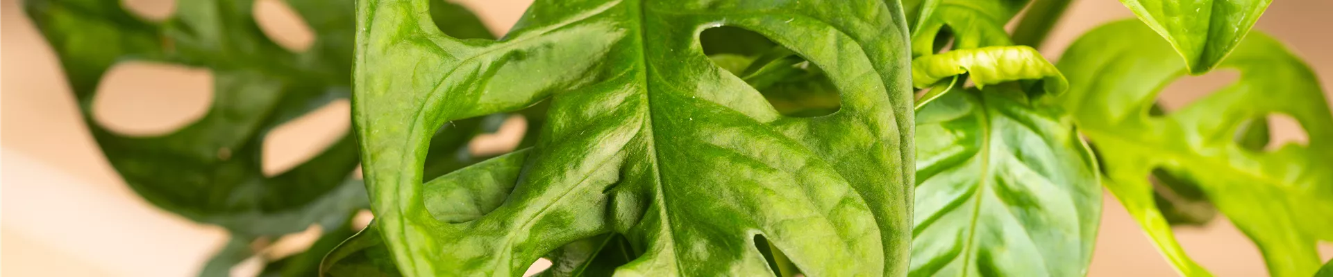 Monstera adansonii 'Monkey Leaf'