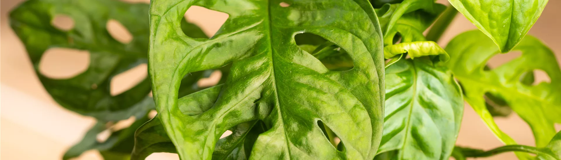 Monstera adansonii 'Monkey Leaf'
