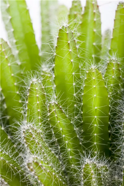 Hylocereus undatus