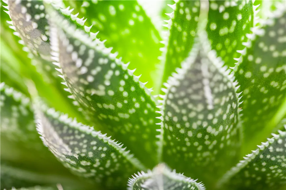 aloe vera licht wasser Aloe Vera