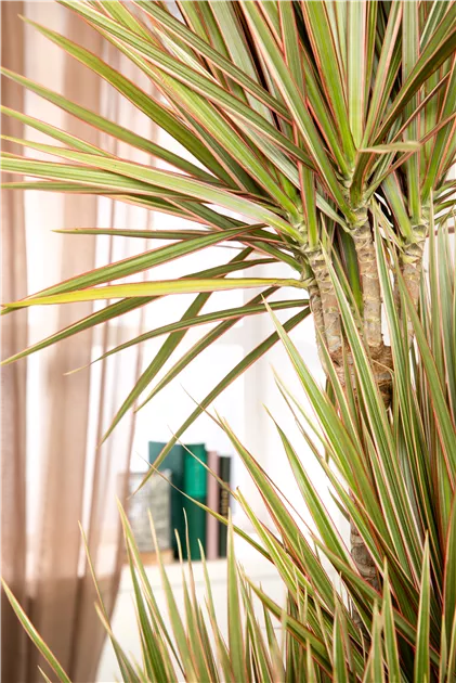Exotenherz Set 2 Drachenbume - Dracaena Marginata + Dracaena Marginata  Bicolor, Pflegeleicht Zimmerpflanzen