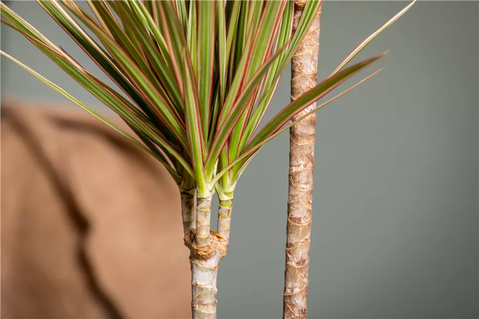 Dracaena marginata 'Bicolor'