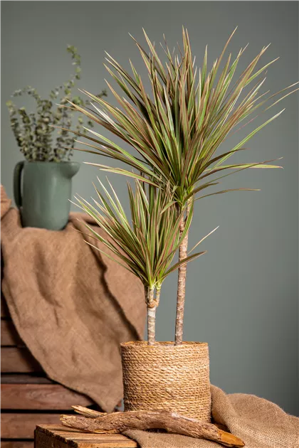 Dracaena marginata 'Bicolor'