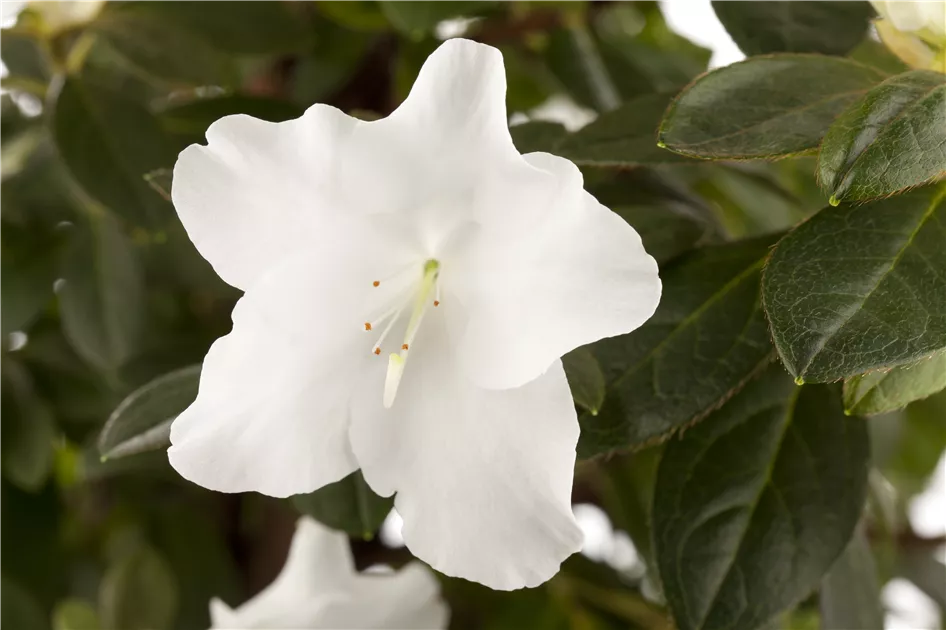 Rhododendron simsii, wei