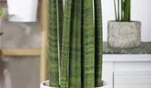 Sansevieria cylindrica 'Straight'