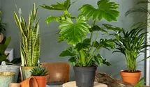 philodendron verrucosum x melanochrysum ShShop Philodendron Splendid