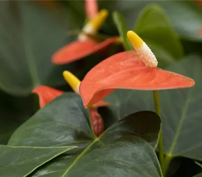 Anthurium andreanum 'Prince of Orange' Anthurium andreanum 'Prince of Orange'