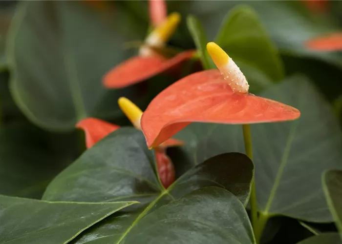 Anthurium andreanum 'Prince of Orange'