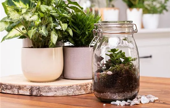 Der Zimmergarten – ein kleines Biotop im Glas Der Zimmergarten – ein kleines Biotop im Glas