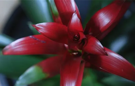 Bromelie (rot) - Umtopfen Bromelie (rot) - Umtopfen