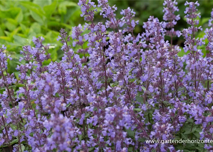 Katzenminze Katzenminze