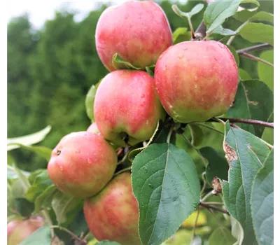 Apfel 'Gravensteiner'