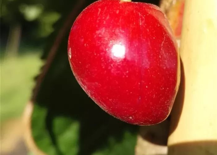 Süßkirsche 'Kassins Frühe' Süßkirsche 'Kassins Frühe'