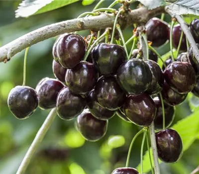 Süßkirsche 'Kordia'® Süßkirsche 'Kordia'®