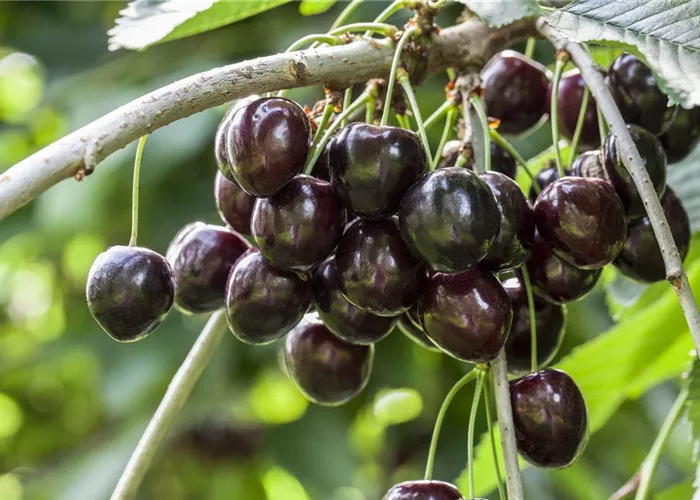 Süßkirsche 'Kordia'® Süßkirsche 'Kordia'®