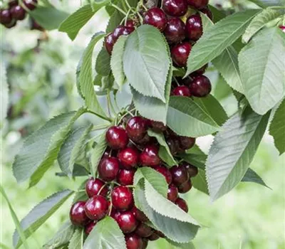 Süßkirsche 'Lapins' Süßkirsche 'Lapins'