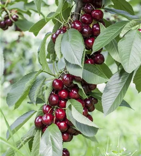 Süßkirsche 'Lapins' Süßkirsche 'Lapins'