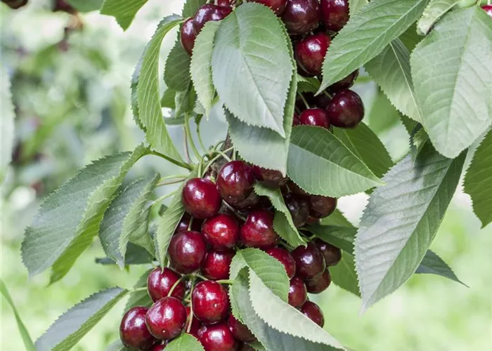 Süßkirsche 'Lapins' Süßkirsche 'Lapins'