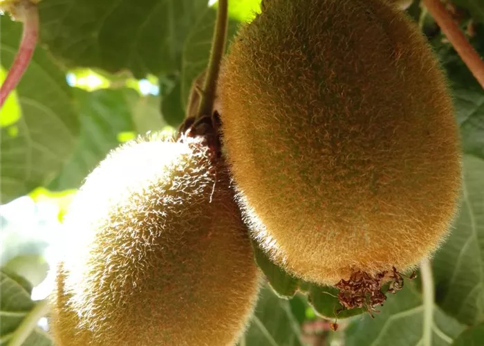 Kiwi (weiblich) Kiwi (weiblich)