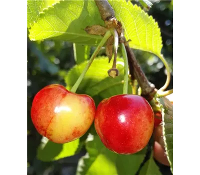 Süßkirsche 'Querfurter Königskirsche' Süßkirsche 'Querfurter Königskirsche'