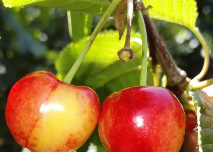 Süßkirsche 'Querfurter Königskirsche' Süßkirsche 'Querfurter Königskirsche'