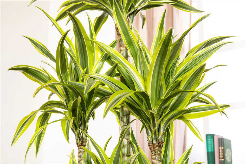 Dracaena fragrans 'Lemon Lime'