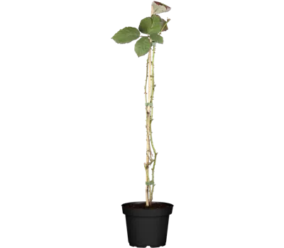 Brombeere 'Theodor Reimers' Brombeere 'Theodor Reimers'