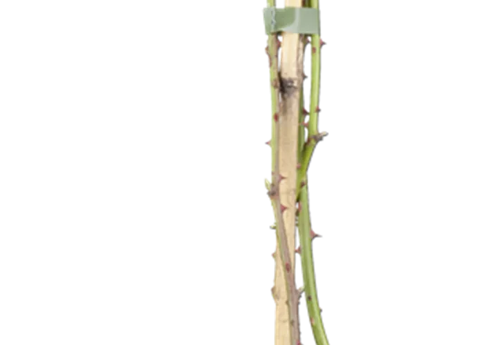 Brombeere 'Theodor Reimers' Brombeere 'Theodor Reimers'