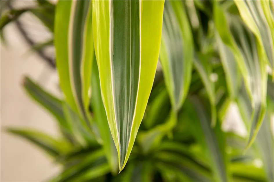 Dracaena fragrans 'Lemon Lime'