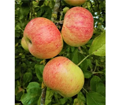 Apfel 'Dülmener Rosenapfel' Apfel 'Dülmener Rosenapfel'