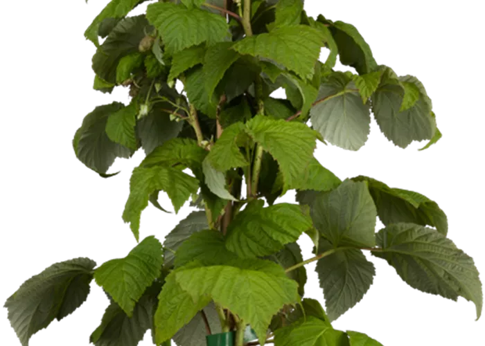 Himbeere 'Schönemann' Himbeere 'Schönemann'