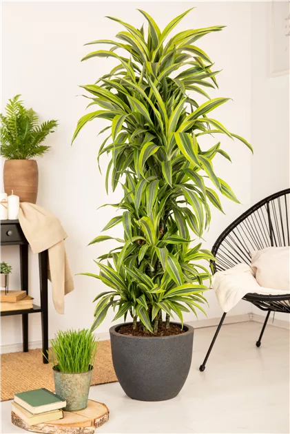 large calathea 3-5 FT Calathea Setosa main image 1
