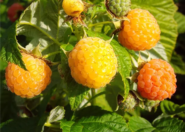 Herbsttragende Himbeere 'Fallgold'