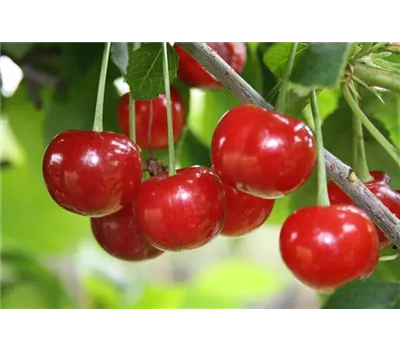 Sauerkirsche 'Morellenfeuer' Sauerkirsche 'Morellenfeuer'