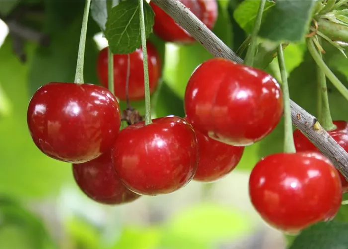 Sauerkirsche 'Morellenfeuer' Sauerkirsche 'Morellenfeuer'