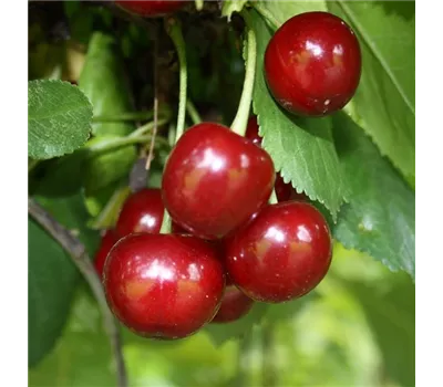 Sauerkirsche 'Schattenmorelle' Sauerkirsche 'Schattenmorelle'